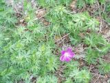 Geranium sanguineum