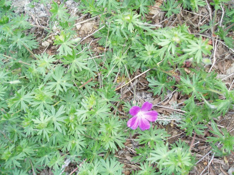 Изображение особи Geranium sanguineum.