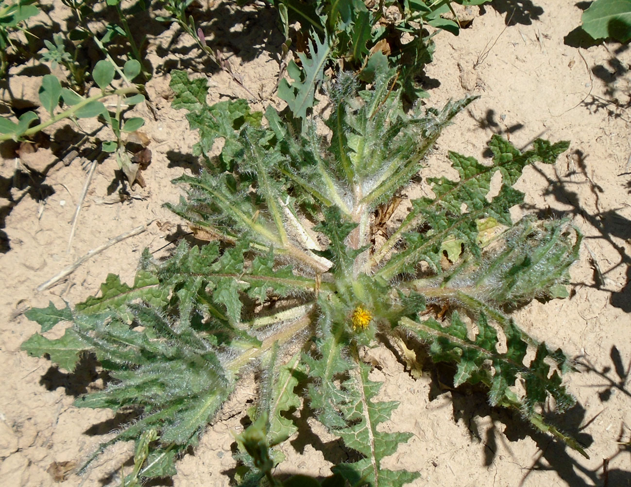 Image of Centaurea benedicta specimen.