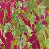 Betula pendula форма dalecarlica