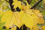 Acer pseudoplatanus