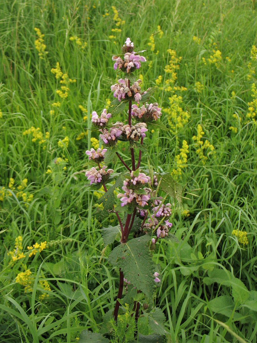 Image of Phlomoides tuberosa specimen.