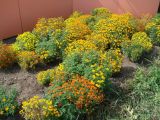 Tagetes tenuifolia. Цветущие растения. Иркутская обл., г. Иркутск, возле жилого дома, в культуре. 05.08.2018.