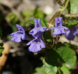 Glechoma hederacea. Цветки. Восточный Казахстан, г. Усть-Каменогорск, правый берег р. Иртыш, обочина грунтовой дороги. 16.05.2018.