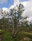 род Betula
