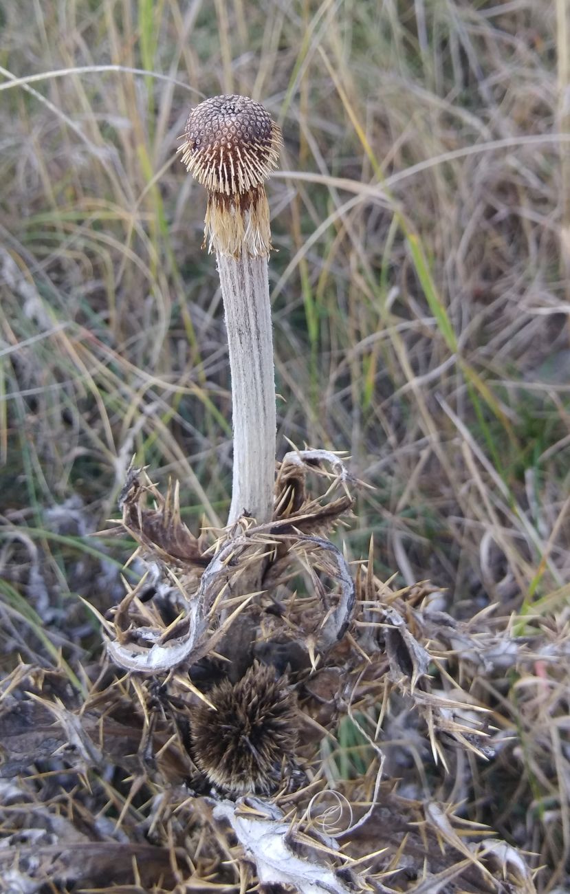 Image of genus Echinops specimen.