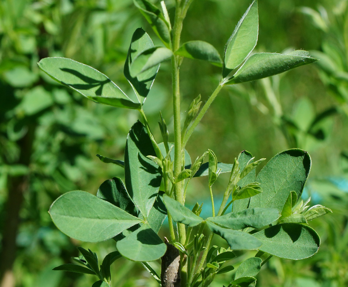 Изображение особи Chamaecytisus ruthenicus.