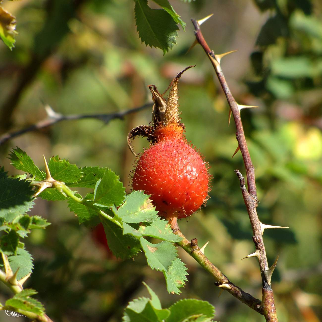 Image of Rosa fedtschenkoana specimen.