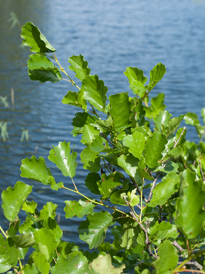 Изображение особи Alnus glutinosa.