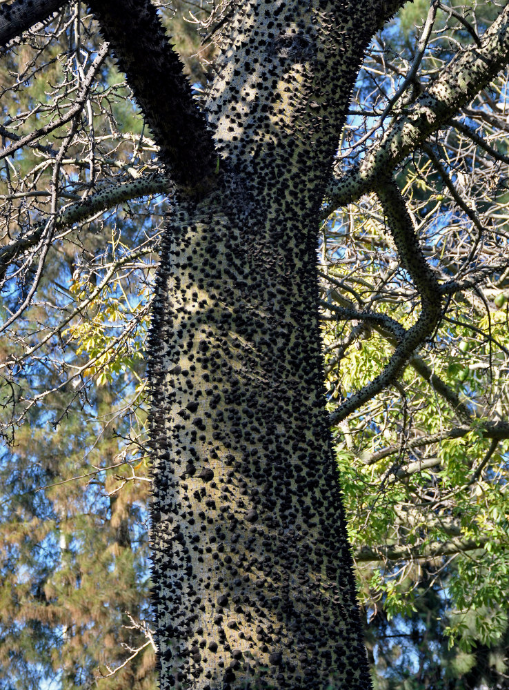 Image of Ceiba speciosa specimen.