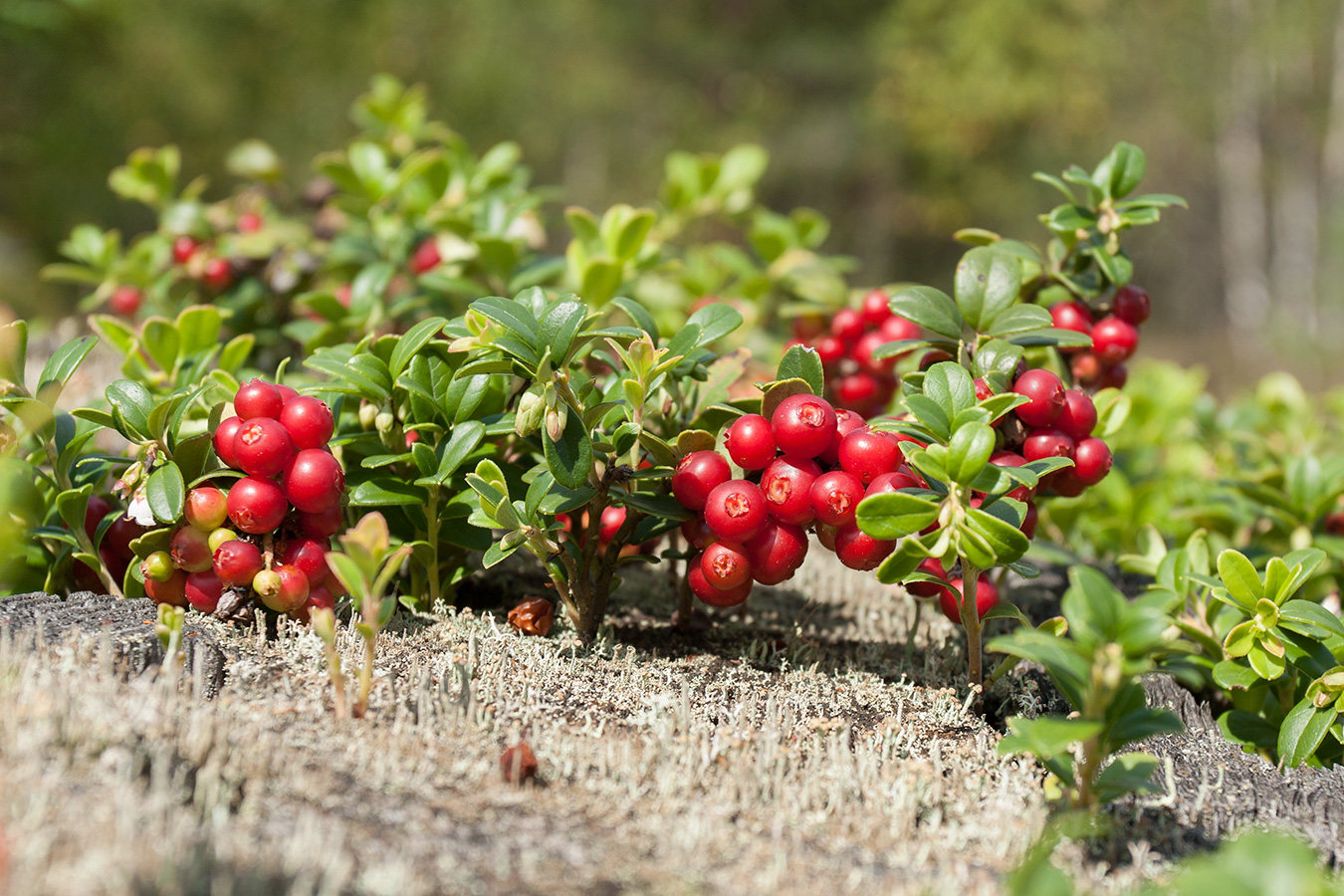 Image of Vaccinium vitis-idaea specimen.