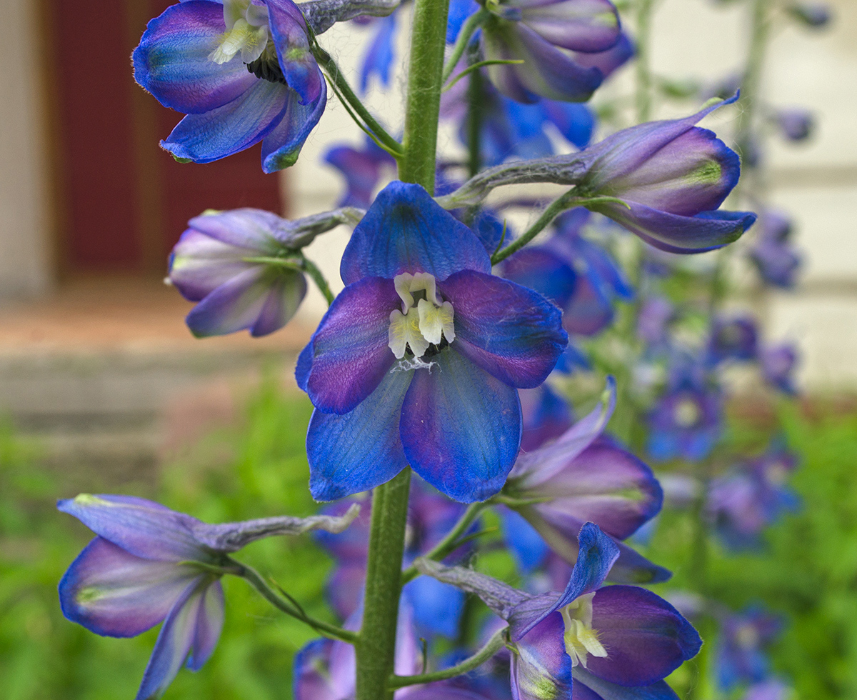 Изображение особи род Delphinium.