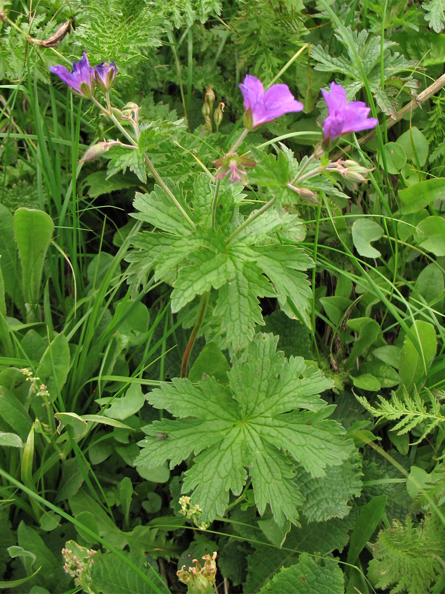 Image of Geranium alpestre specimen.