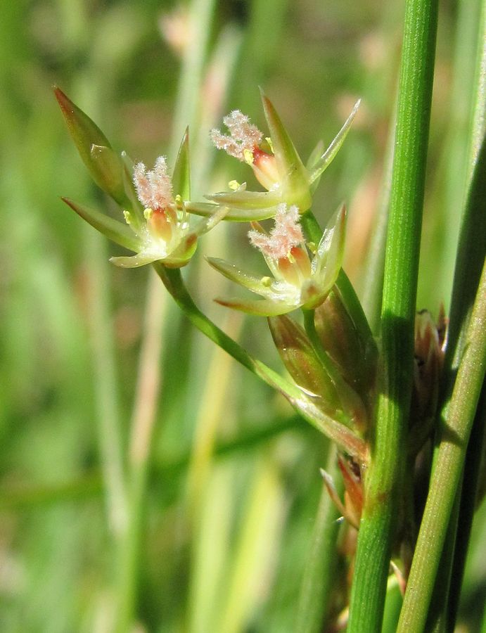 Изображение особи Juncus filiformis.