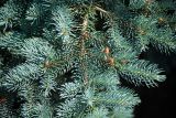 Picea pungens form glauca. Часть ветви ('Koster'). Кировская обл., г. Киров, Ботанический сад Вятского государственного университета, в культуре. 29.06.2018.