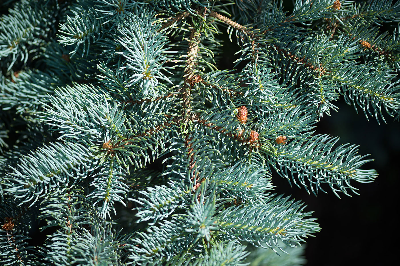 Image of Picea pungens f. glauca specimen.