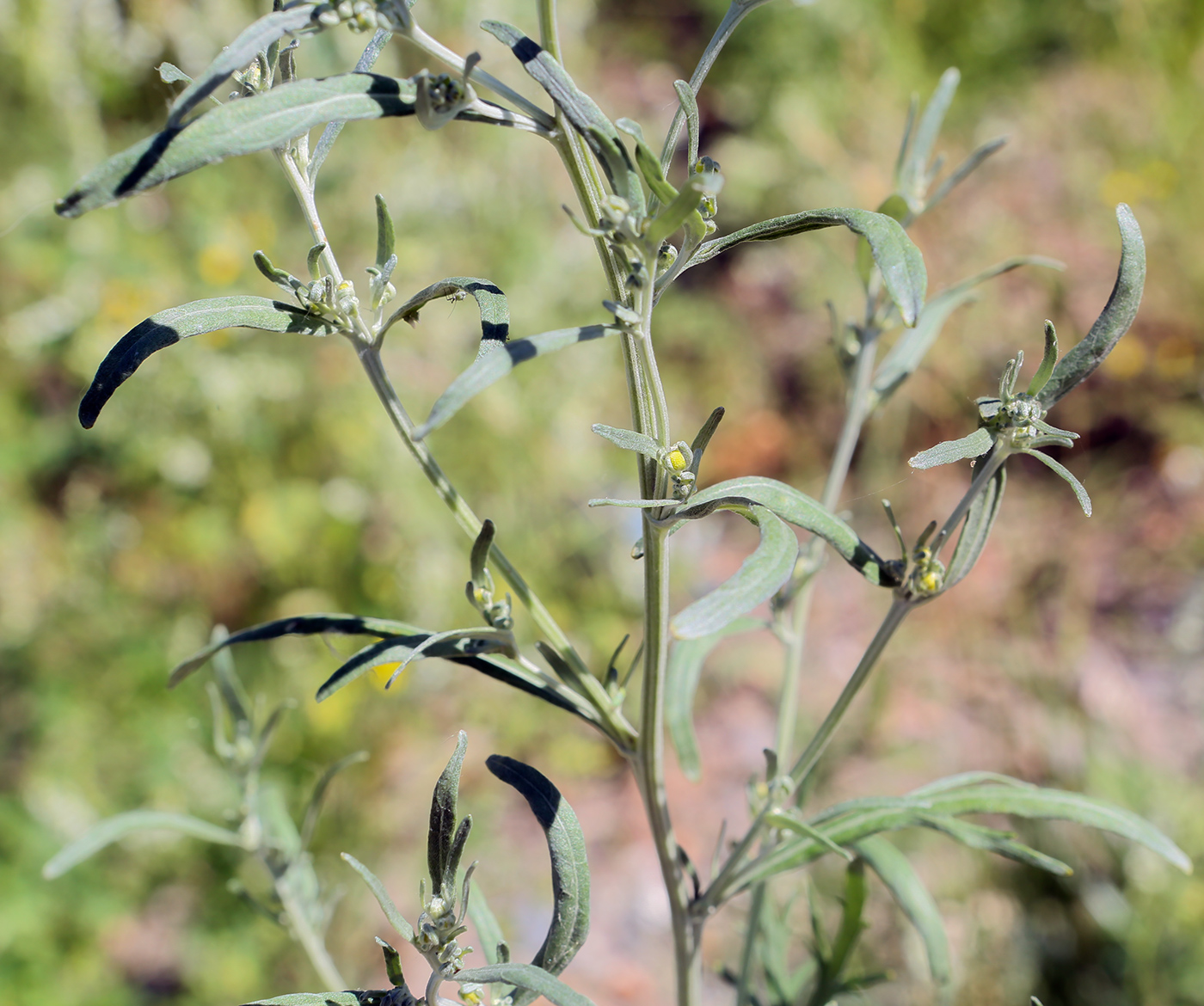 Image of Artemisia sieversiana specimen.