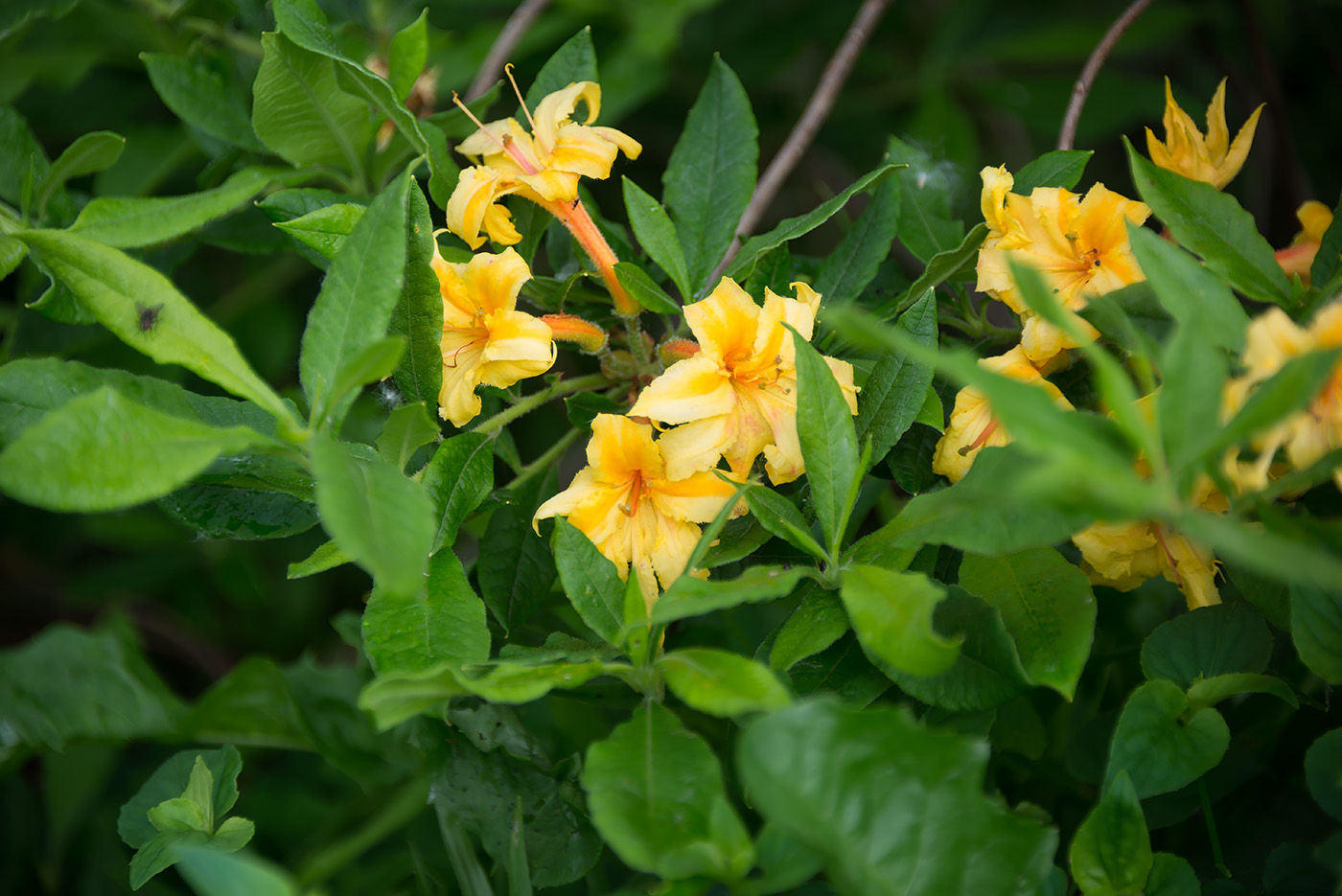 Изображение особи род Rhododendron.