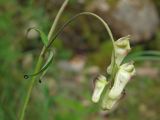 Aconitum ajanense. Часть побега с пазушным соцветием. Магаданская обл., окр. г. Магадан, побережье бухты Нагаева, Морпортовская сопка, в распадке у ручья. 09.08.2017.