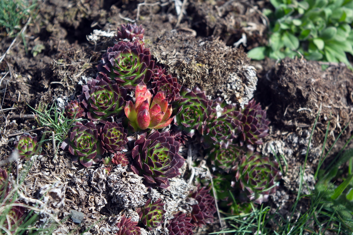 Изображение особи Sempervivum caucasicum.