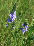 Veronica capsellicarpa. Верхушка цветущего растения. Ростовская обл., Неклиновский р-н, Фёдоровское с/п, в балке Каменоватой, на лугу. 14.05.2019.