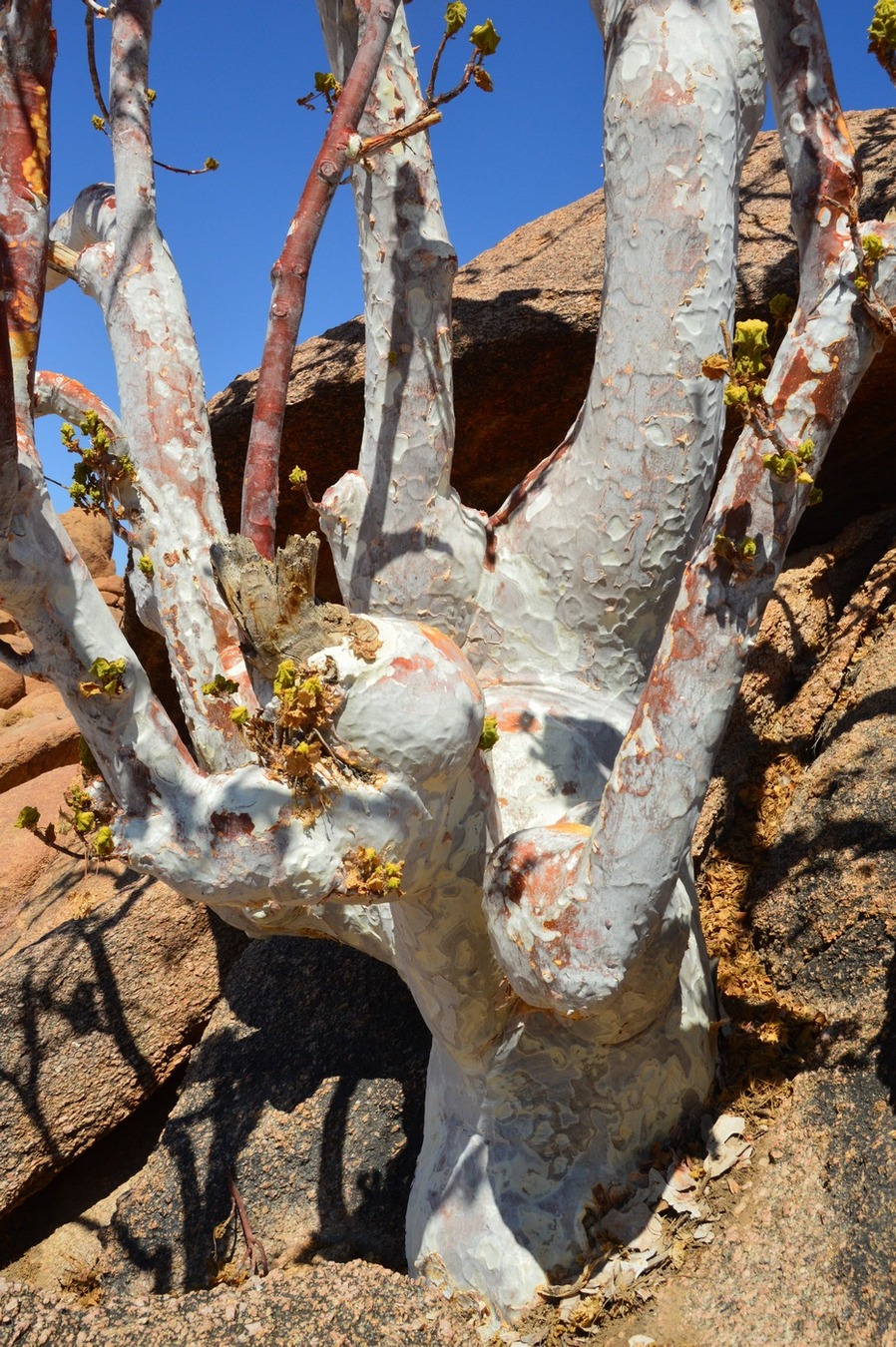 Image of genus Commiphora specimen.