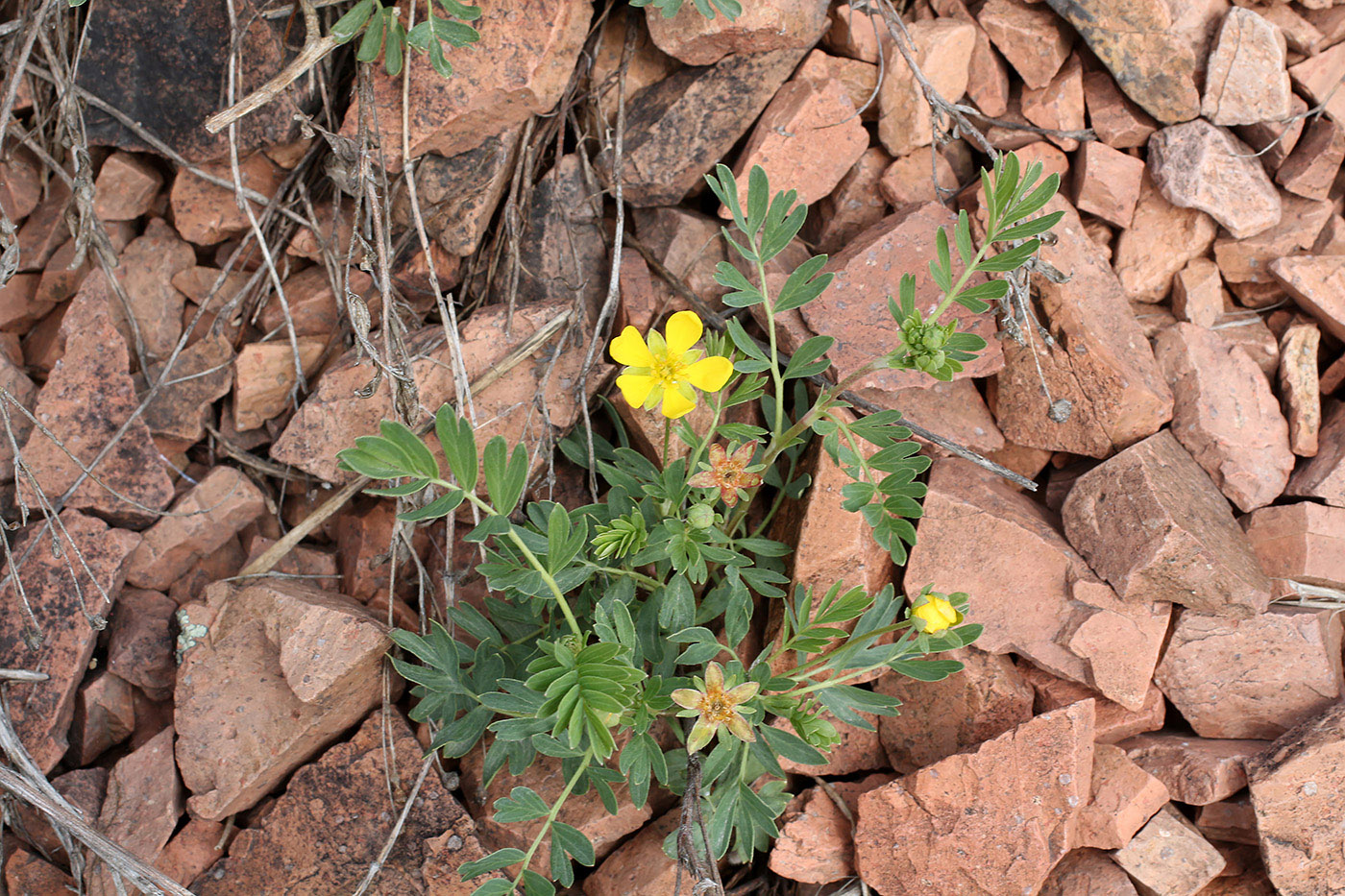 Изображение особи Potentilla orientalis.