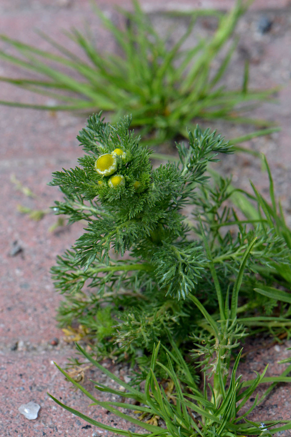 Изображение особи Matricaria discoidea.