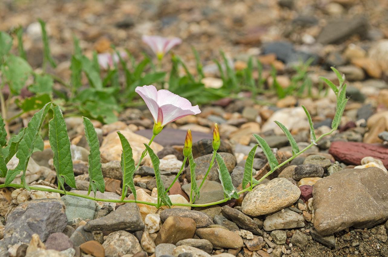 Image of Convolvulus arvensis specimen.