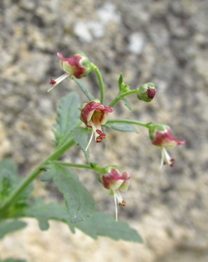 Image of Scrophularia rupestris specimen.