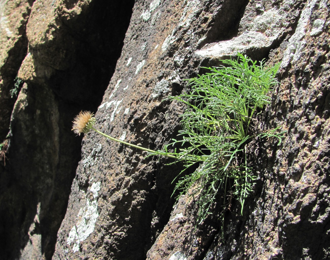 Image of Jurinea coronopifolia specimen.