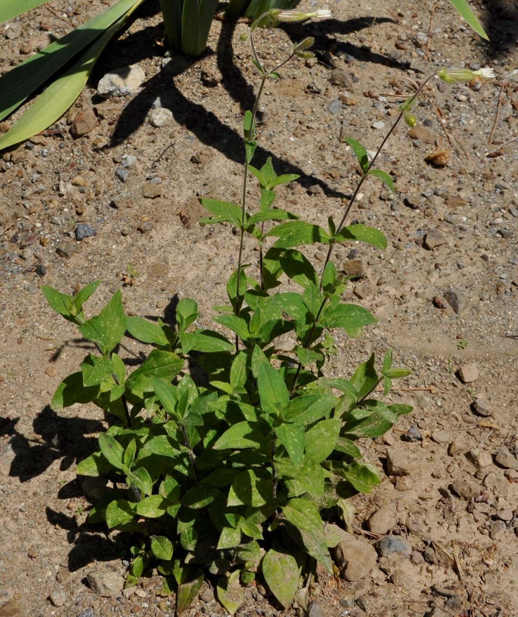 Image of Melandrium latifolium specimen.