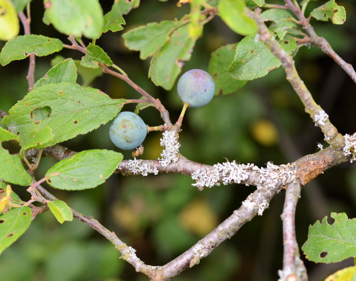 Изображение особи Prunus spinosa.