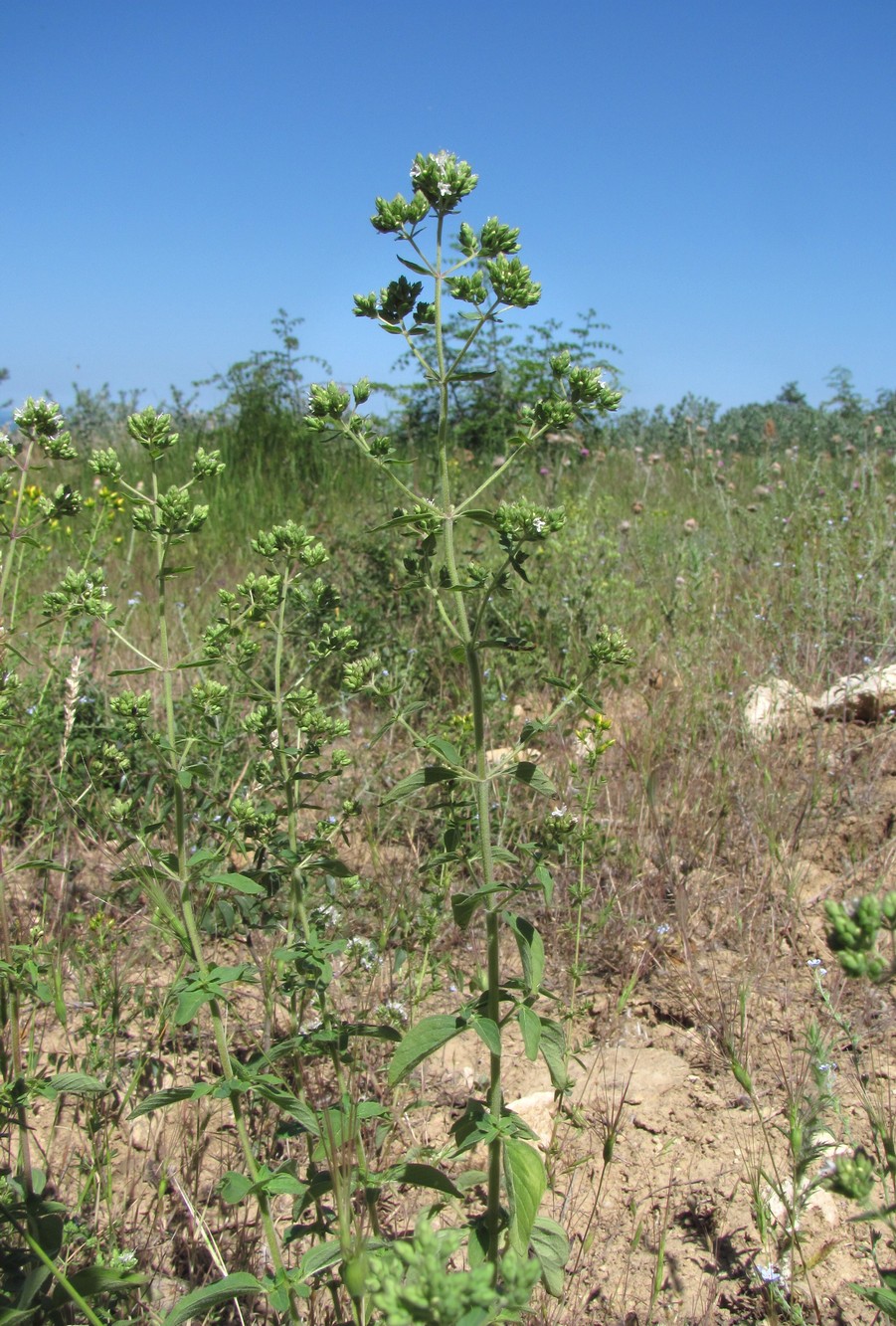 Изображение особи Origanum vulgare ssp. viride.