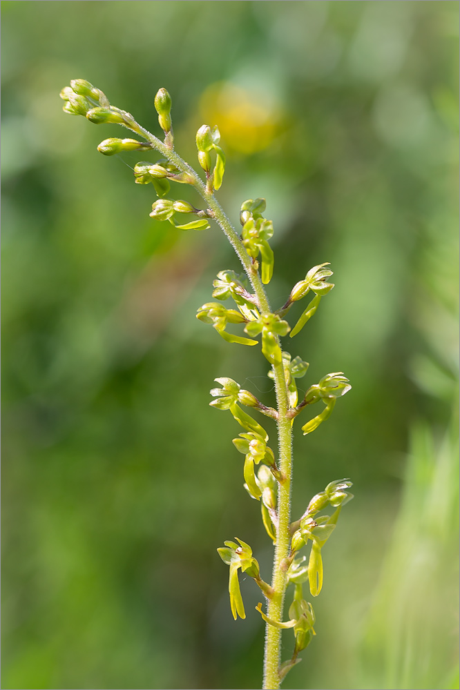 Изображение особи Listera ovata.