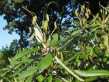 Rhododendron smirnowii