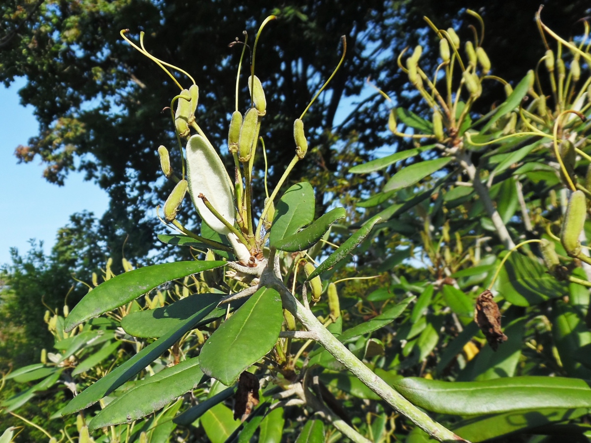 Image of Rhododendron smirnowii specimen.