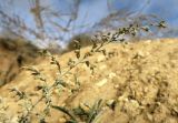 Artemisia nutans