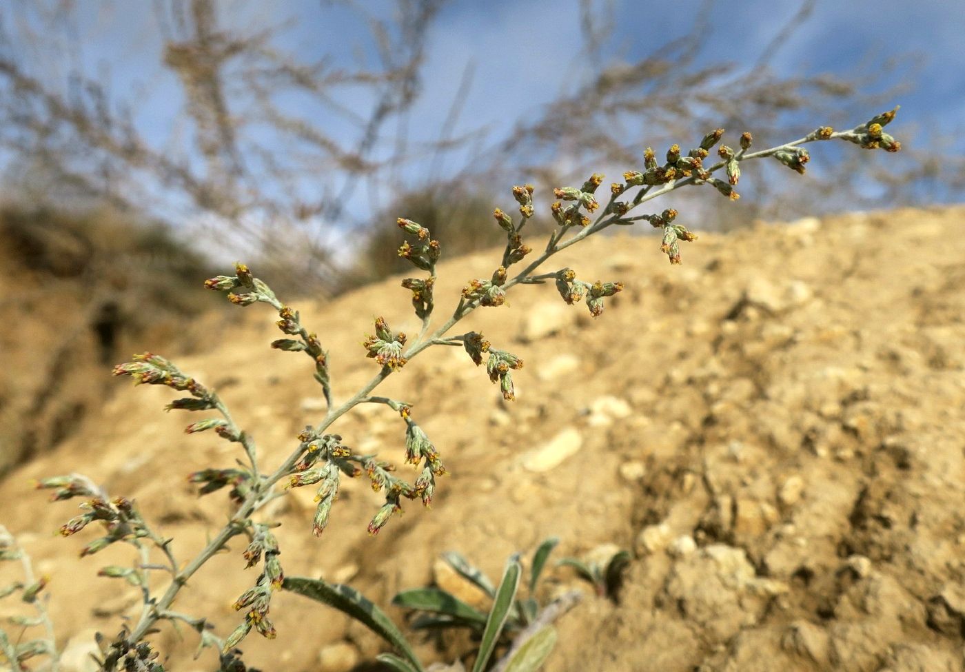 Image of Artemisia nutans specimen.