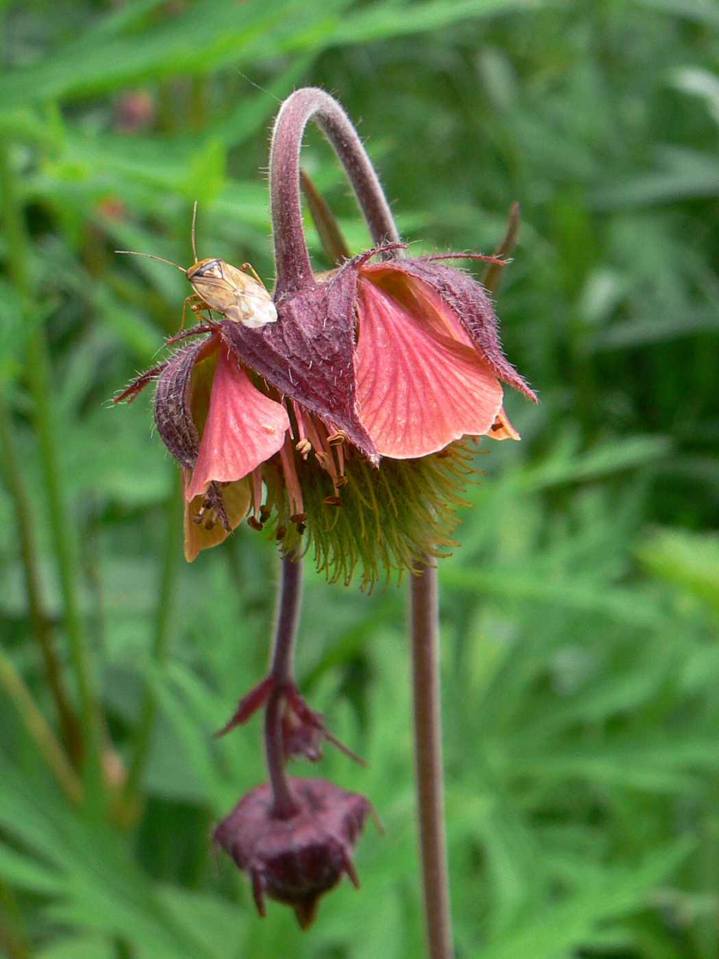 Изображение особи Geum rivale.