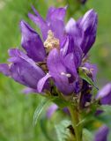 Campanula glomerata