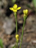 Cicendia filiformis. Цветок и бутоны. Нидерланды, провинция Drenthe, национальный парк Drentsche Aa, заказник Eexterveld, участок с нарушенным травяным покровом. 14 июля 2008 г.