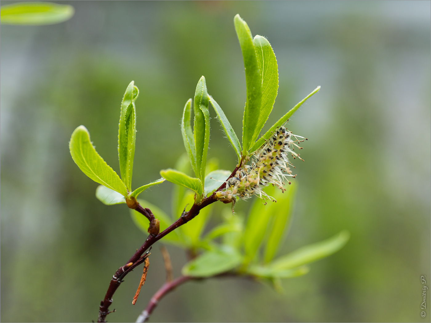 Image of genus Salix specimen.