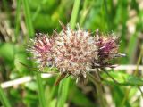 Saussurea nuda