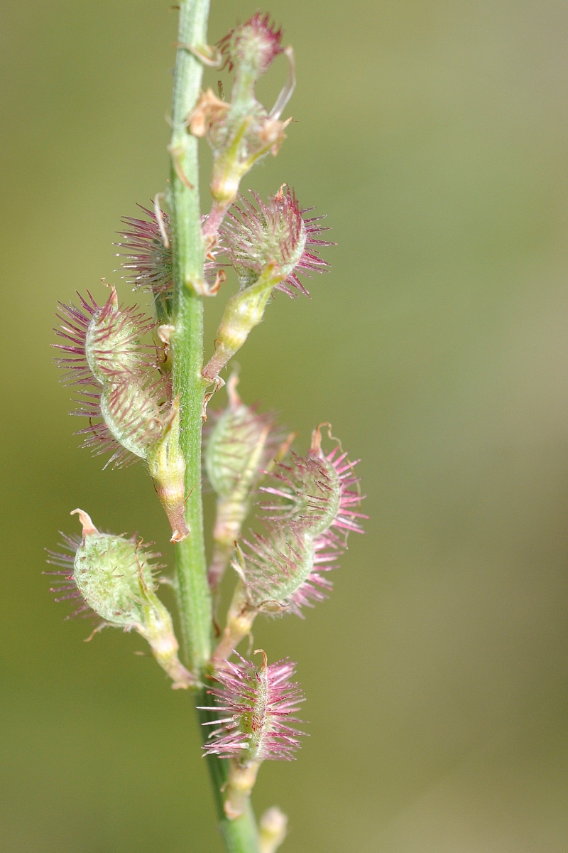 Image of Hedysarum songoricum specimen.