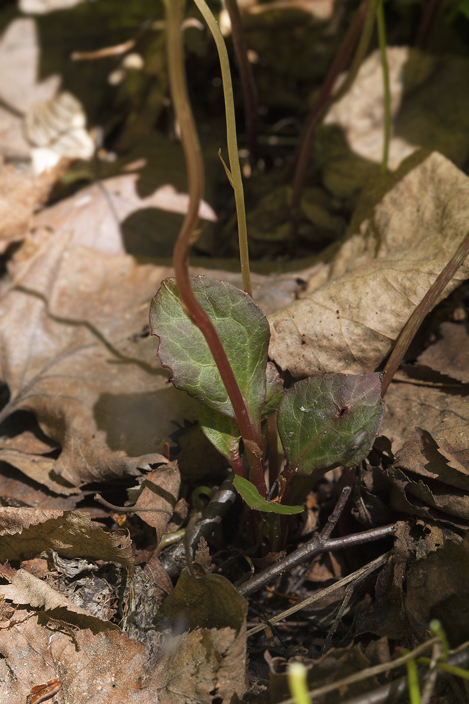 Image of Pyrola japonica specimen.