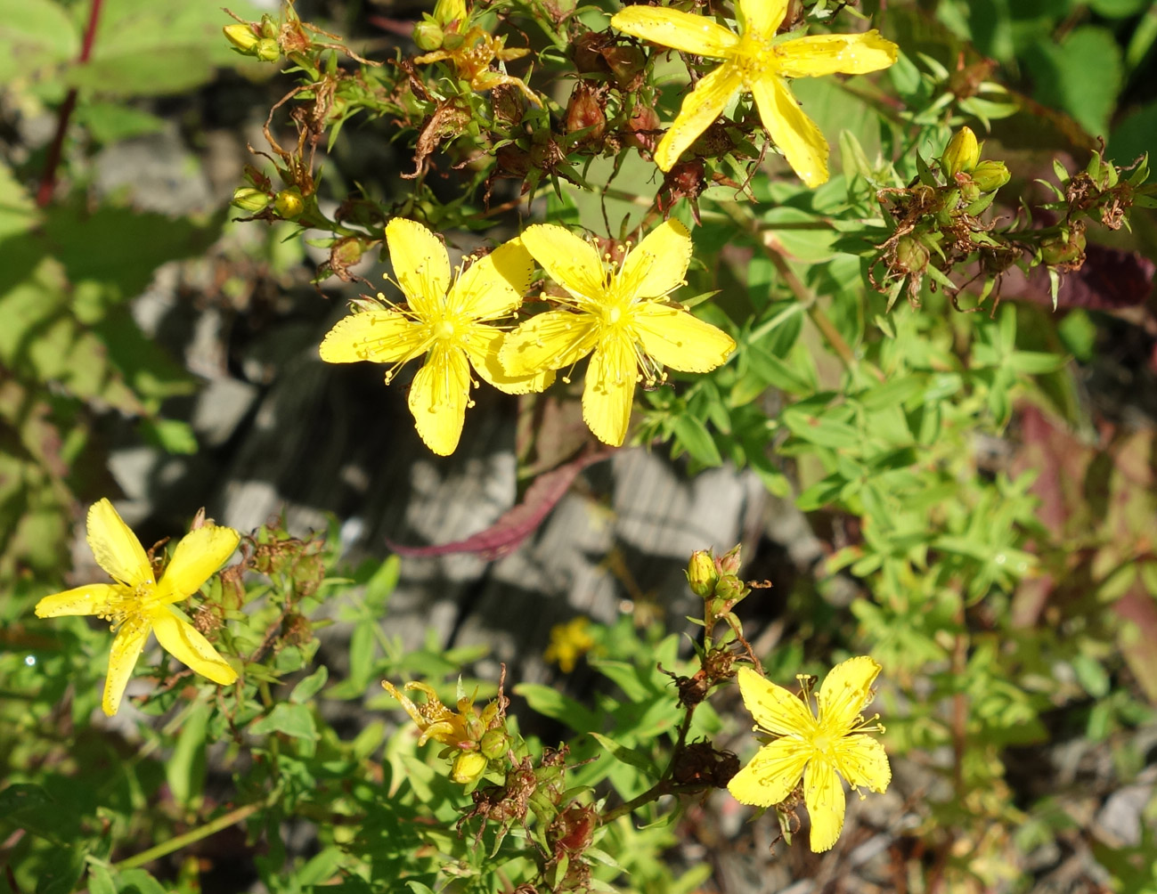 Image of Hypericum perforatum specimen.