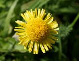 Inula britannica. Соцветие. Кыргызстан, Иссык-Кульский р-н, Григорьевское ущелье. 13.09.2015.