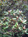 Rhododendron ledebourii