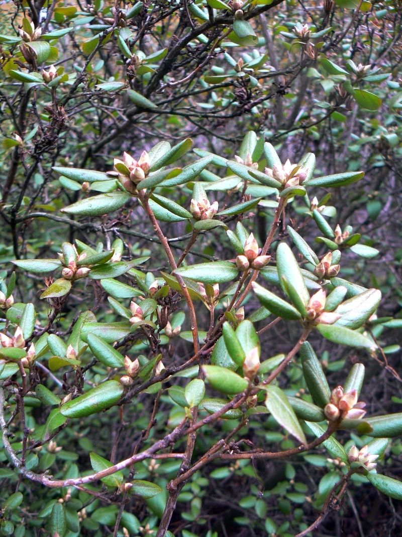 Image of Rhododendron ledebourii specimen.